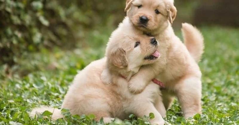 Con số tiềm năng trong giấc mơ thấy chó con