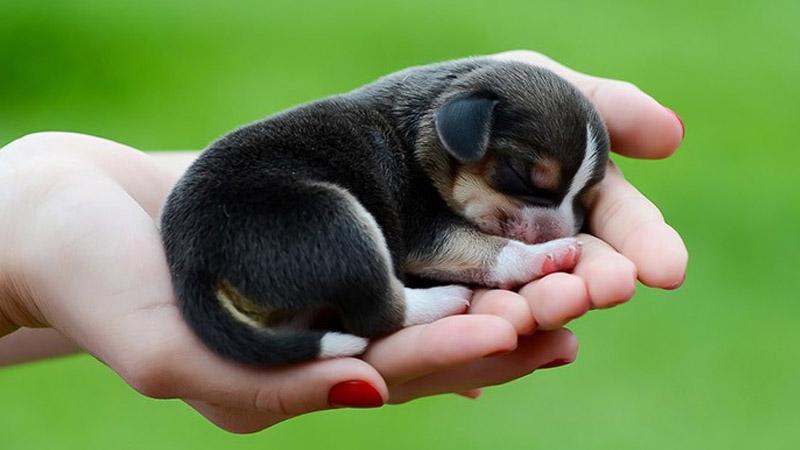 Chiêm bao thấy chú chó con mới sinh đang nằm ngủ