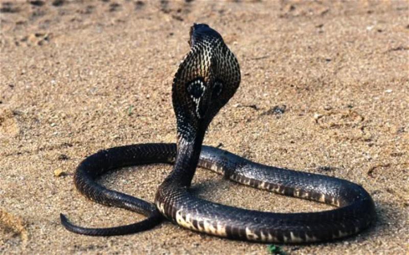 Mơ thấy rắn hổ mang đen đang đi săn mồi