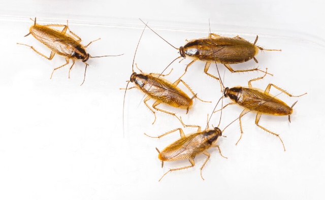 Con gián số mấy? Con gián số mấy?