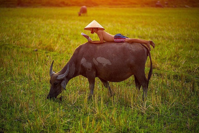 Giấc mơ con trâu số mấy Giấc mơ con trâu số mấy
