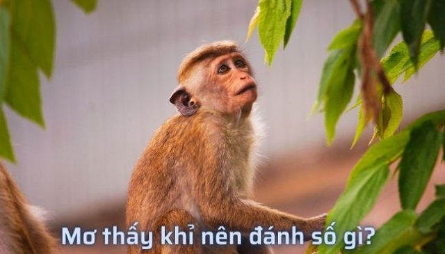 Mơ con khỉ số mấy là may mắn? Mơ con khỉ số mấy là may mắn?