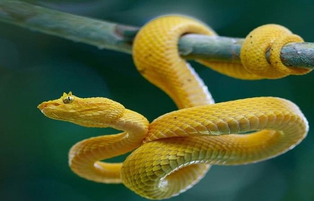 Ngủ mơ bị rắn màu vàng cắn Ngủ mơ bị rắn màu vàng cắn