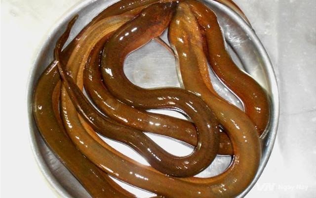 Chiêm bao thấy lươn bò vào người đánh 14 hoặc 58 Chiêm bao thấy lươn bò vào người đánh 14 hoặc 58