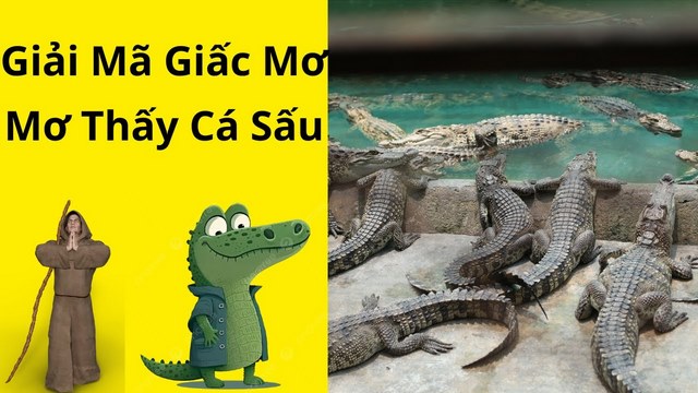 Giải mã giấc mơ liên quan đến cá sấu để gỡ bỏ nút thắt trong lòng mỗi người Giải mã giấc mơ liên quan đến cá sấu để gỡ bỏ nút thắt trong lòng mỗi người