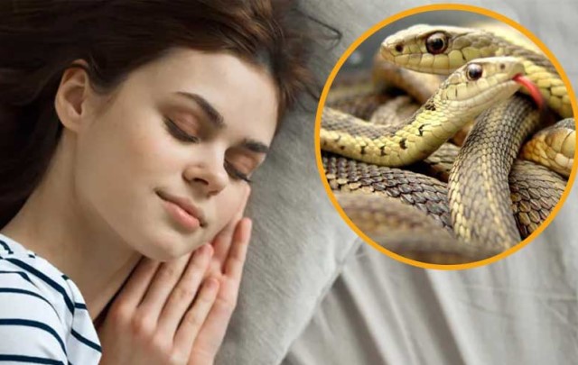 Mơ thấy 3 con rắn là điềm lành hay tai họa? Mơ thấy 3 con rắn là điềm lành hay tai họa?