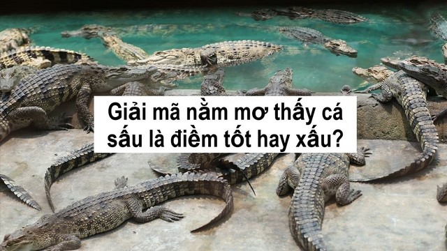 Mơ thấy cá sấu vừa là điềm báo tốt hay xấu còn tùy thuộc vào tình tiết trong giấc mơ Mơ thấy cá sấu vừa là điềm báo tốt hay xấu còn tùy thuộc vào tình tiết trong giấc mơ