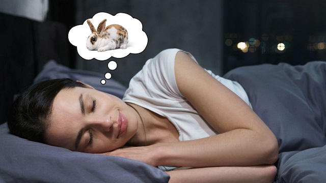Giải mã ý nghĩa giấc mơ nhìn thấy thỏ Giải mã ý nghĩa giấc mơ nhìn thấy thỏ