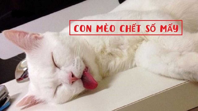 Mơ thấy mèo chết nên đánh con số may mắn nào? Mơ thấy mèo chết nên đánh con số may mắn nào?