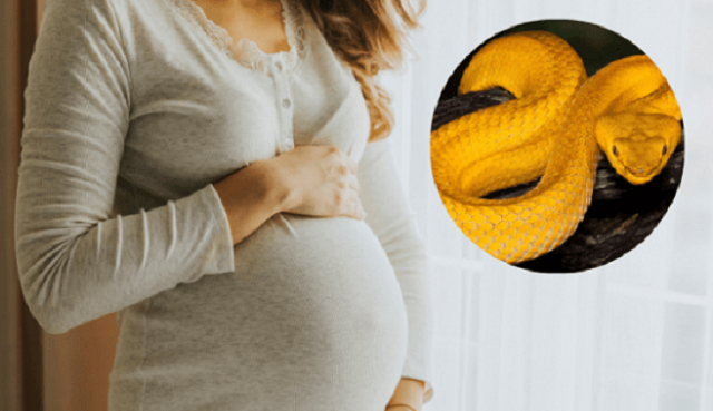 Bà bầu mơ thấy rắn mang theo ý nghĩa gì? Bà bầu mơ thấy rắn mang theo ý nghĩa gì?