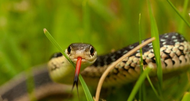 Mộng thấy rắn đuổi người khác là điềm dữ