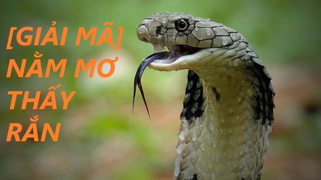 Điềm báo của những giấc mơ nhìn thấy rắn Điềm báo của những giấc mơ nhìn thấy rắn