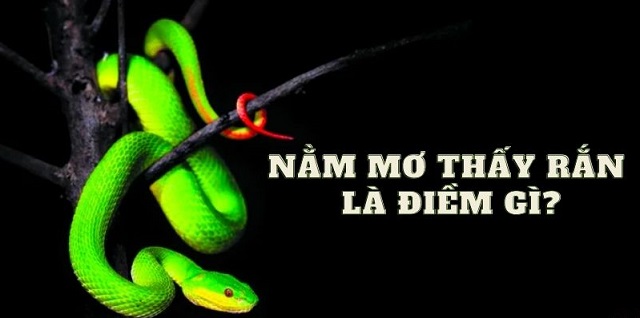 Nằm mơ thấy rắn khổng lồ Nằm mơ thấy rắn khổng lồ