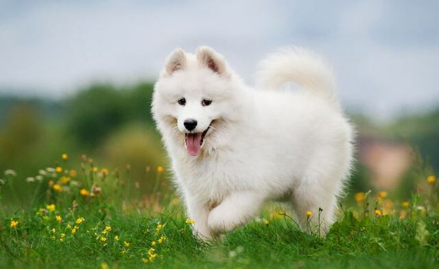 Mộng thấy chó con là điềm báo tốt cho chủ mơ Mộng thấy chó con là điềm báo tốt cho chủ mơ