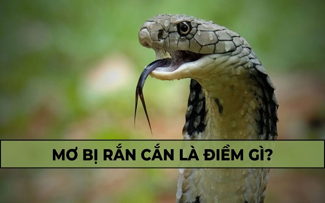 Giải mã giấc mơ thấy rắn cắn Giải mã giấc mơ thấy rắn cắn