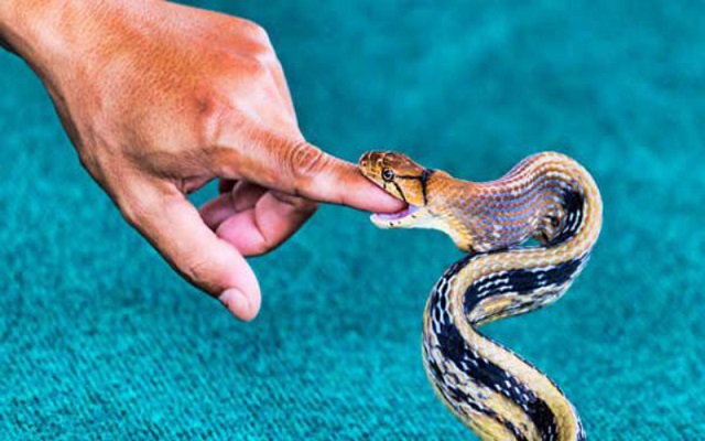 Mơ thấy rắn cắn đánh số nào Mơ thấy rắn cắn đánh số nào