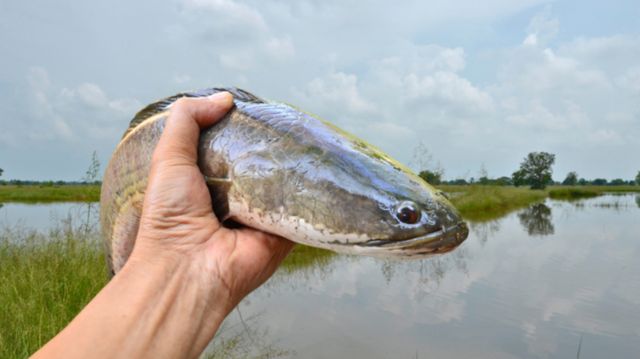 Chi tiết ý nghĩa mơ bắt cá theo từng bối cảnh cụ thể Chi tiết ý nghĩa mơ bắt cá theo từng bối cảnh cụ thể