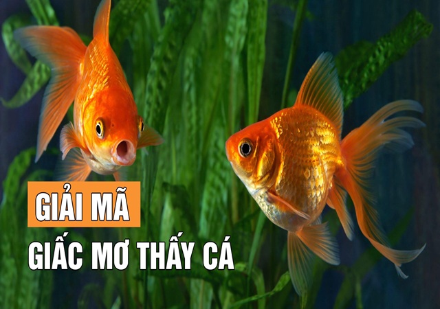 Nằm mơ thấy cá vàng là điềm gì Nằm mơ thấy cá vàng là điềm gì