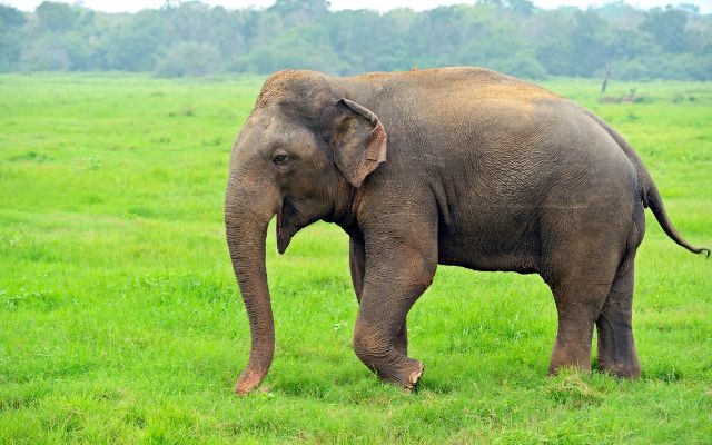 Bộ số lô cực chuẩn khi gặp voi trong mơ Bộ số lô cực chuẩn khi gặp voi trong mơ