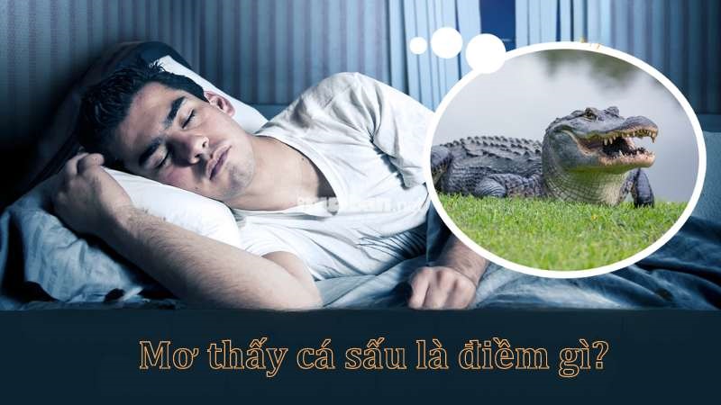 Nằm mơ thấy cá sấu mang ngụ ý lành hay dữ? Nằm mơ thấy cá sấu mang ngụ ý lành hay dữ?